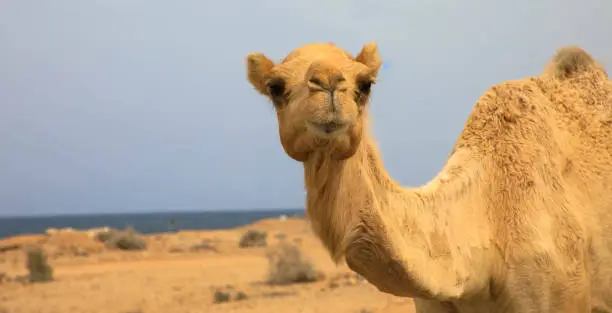 Photo of Funny animal, portrait of a camel, wahiba sands Oman