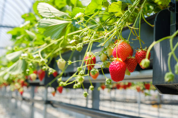 istock Plastic greenhouse-grown strawberries 1253589327