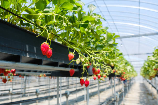 istock Plastic greenhouse-grown strawberries 1253589891