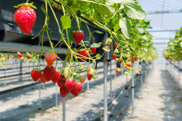 istock Plastic greenhouse-grown strawberries 1253589904
