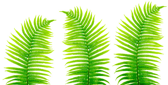 Tropical leaves fern on white. Natural background from green leaves. Floral background. Top view, long web format