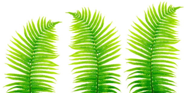 Photo of Tropical leaves fern on white. Natural background from green leaves. Floral background. Top view