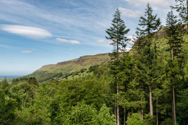 Glenariff Forest Park Trees Pine trees in Glenariff Forest Park in County Antrim Northern Ireland glenariff photos stock pictures, royalty-free photos & images