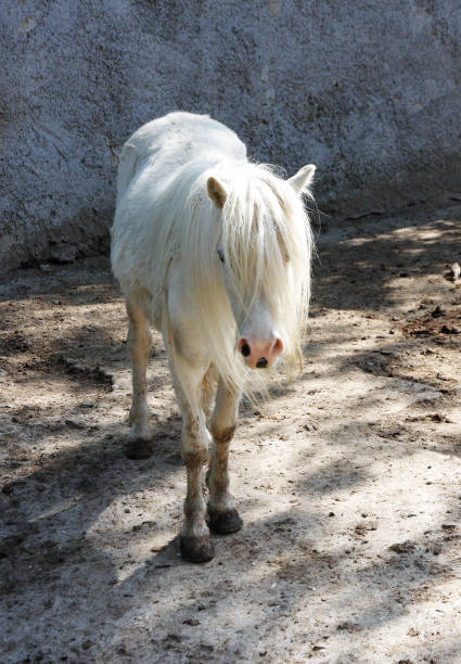 istock white pony on the farm 1253591139