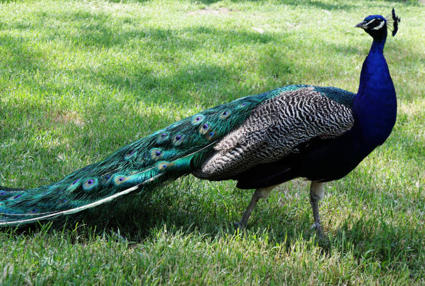 istock beautiful peacock in grass 1253591215