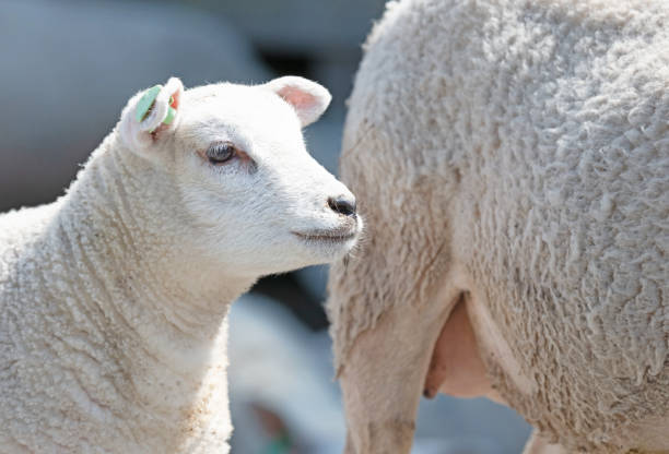 istock Mother sheep with her lamb, the Netherlands 1253591282