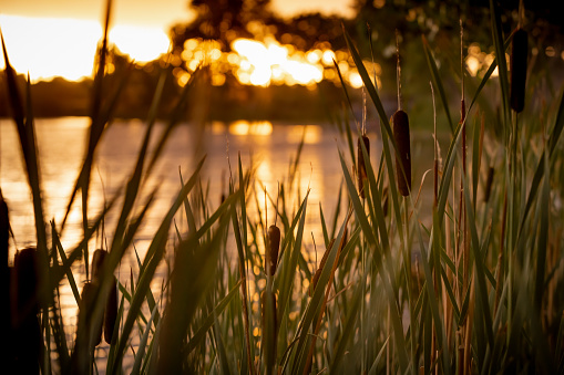 A summer sunset through the willows.