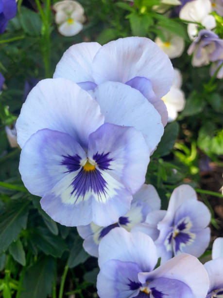 istock Light Blue Pansies in Bloom 1253591312