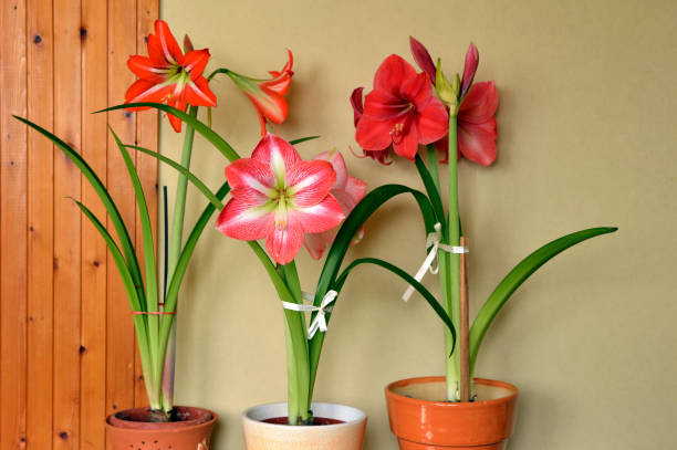istock colorful blooming amaryllis flowers 1253591955