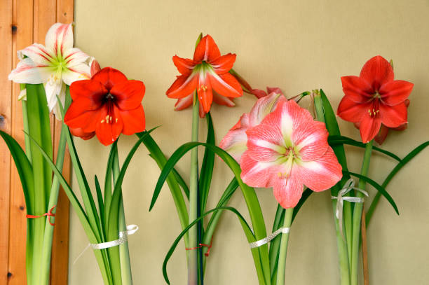 colorati fiori di amaryllis in fiore - amaryllis foto e immagini stock