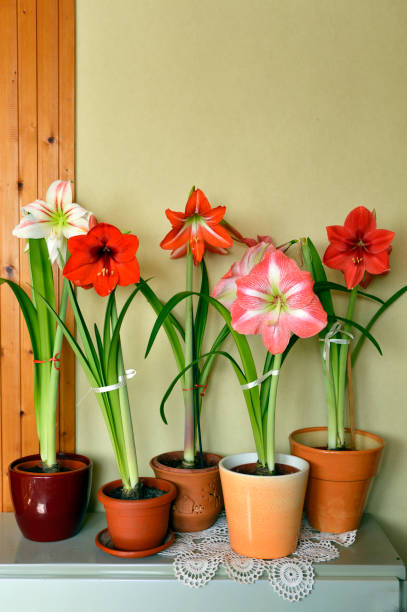 istock colorful blooming amaryllis flowers 1253592005