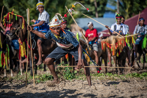 A Ratu (judge) catches a spear from the ground at Wanukaka beach, (Sumba, Indonesia). He keeps an eye on the action, to avoid being hit by another one. Pasola is a mounted spear-fighting competition from western Sumba, Indonesia. It is played by two teams, symbolising tribal armies, throwing wooden spears at the opponents while riding a horse to celebrate the rice-planting season. The goal was to spill blood as a way of thanking the ancestors for a successful harvest and ensuring another prosperous rice harvest. Now it is turned into a game and deaths seldom occur. It's celebrated between February and March. The beach event precedes the main one, later in the day, at the Pasola field.