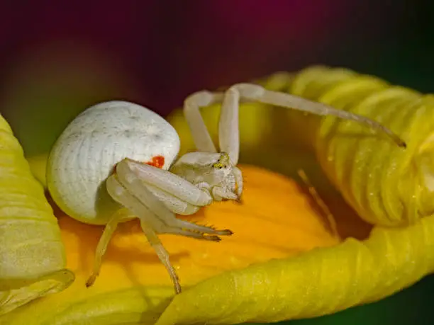 Goldenrod crab spider, Veränderliche Krabbenspinne (Misumena vatia)