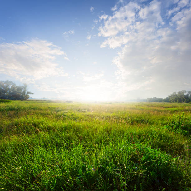 istock sunset over a green prairie 1253593057