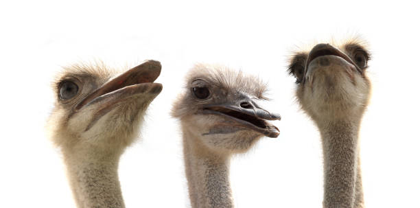 istock ostrich head close up isolated on white 1253593187