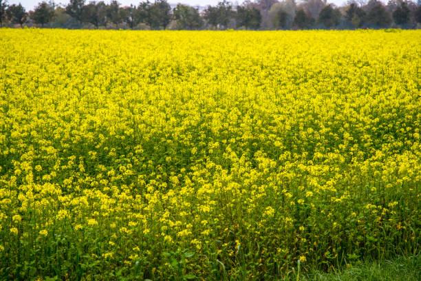 istock Rapeseed field in full bloom in autumn 1253595860