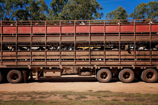 istock Livestock Transport 1253596676