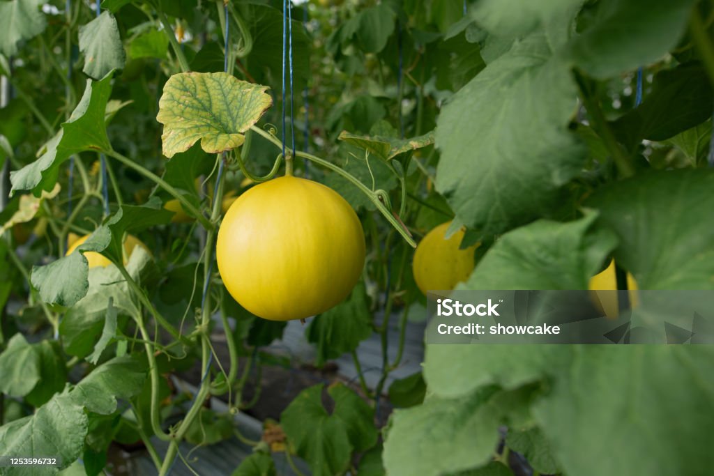 yellow honeydew melons hanging on tree in field Fruit Stock Photo