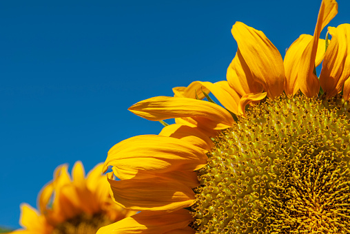 Golden common sunflower (helianthus annuus) blooming in Northern California, where one-quarter of the world's supply of sunflower seeds are grown each summer.