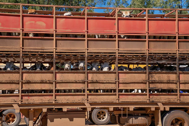 istock Livestock Transport 1253596898