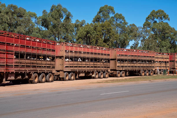 Livestock Transport