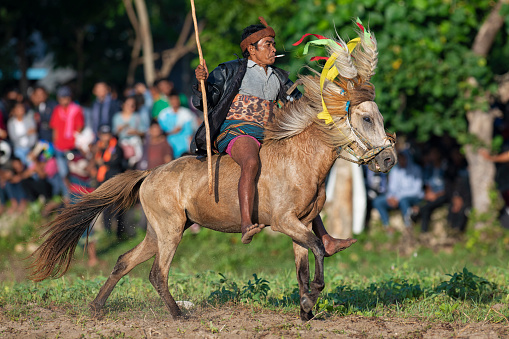 Passola horseman riding a small horse and smoking, in a funny pose. This scene happened on Wanukaka beach, (Sumba, Indonesia). Pasola is a mounted spear-fighting competition from western Sumba, Indonesia. It is played by two teams, symbolising tribal armies, throwing wooden spears at the opponents while riding a horse to celebrate the rice-planting season. The goal was to spill blood as a way of thanking the ancestors for a successful harvest and ensuring another prosperous rice harvest. Now it is turned into a game and deaths seldom occur. It's celebrated between February and March.The beach event precedes the main one, later in the day, at the Pasola field.