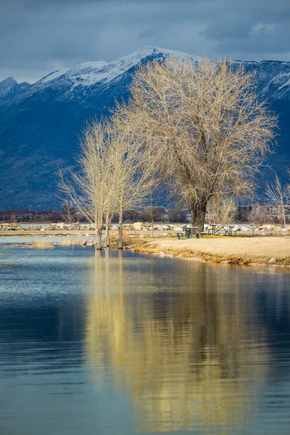 Tree Reflections Utah Lake Trees reflecting off of the calm Utah Lake on an overcast day with snowcapped mountains in the distance, Utah Lake State Park, Provo, Utah lake utah stock pictures, royalty-free photos & images