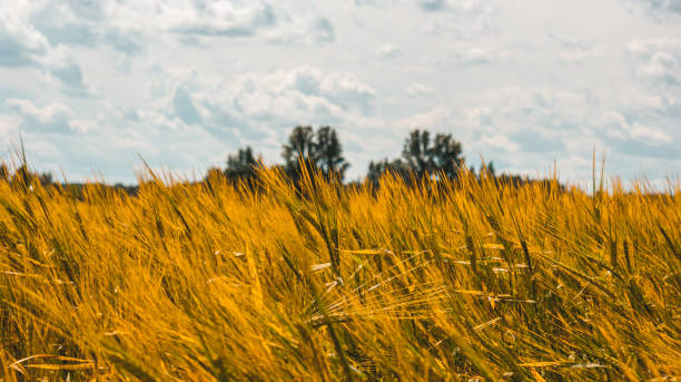 istock Blades of grass, view at wheat field 1253601124