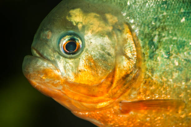 istock red bellied piranha fish on a tank 1253601215