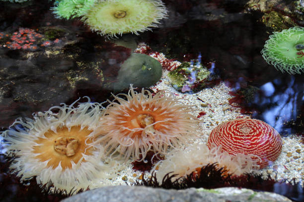 istock Corals and marine life 1253601234