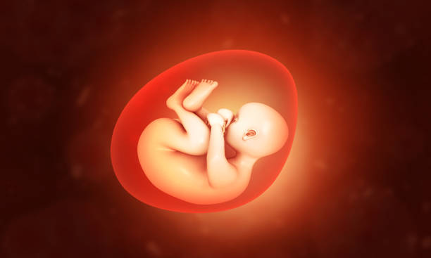 human fetus inside womb with dna strand - placenta baby childbirth newborn imagens e fotografias de stock