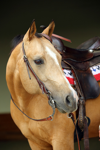 Quarter Horse portrait, stallion with western bridle and saddle