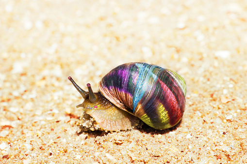 Macro view of color snail on sand