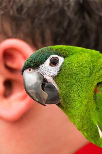 Parrot and the human ear Macro view of parrot and the human ear echo parakeet stock pictures, royalty-free photos & images