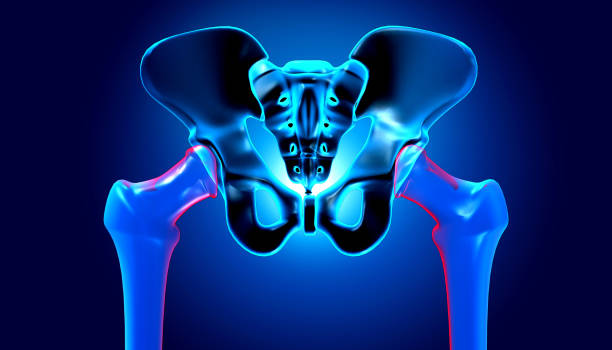 человеческая тазовая кость или тазовая боль - human skeleton body the human body pain стоковые фото и изображения
