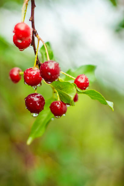 istock Tasty red cherries on brunch after rain 1253605888