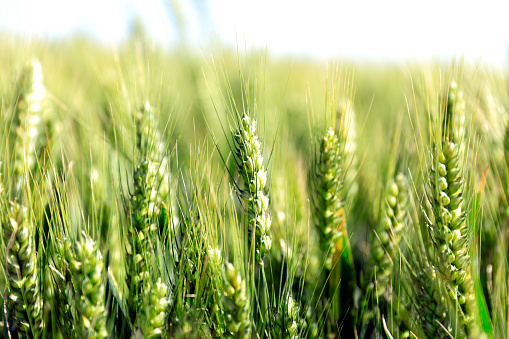 wheat growing