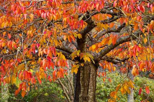 Spectacular yellow and orange Autumn Foliage for use as a background.