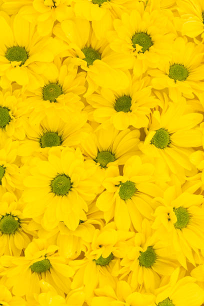 istock Yellow chrysanthemum flowers background 1253608731