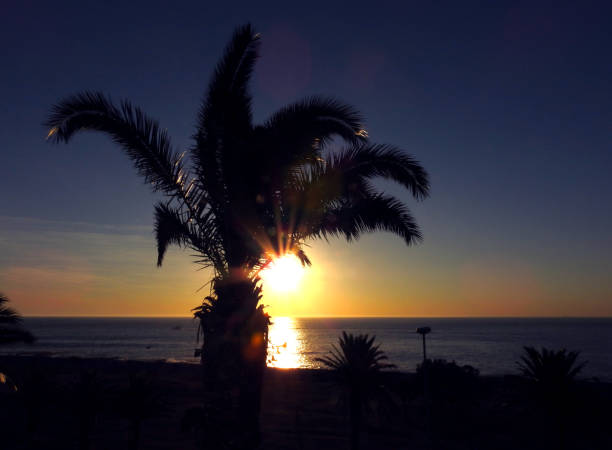istock Palm tree sunset Camps Bay South Africa 1253608952