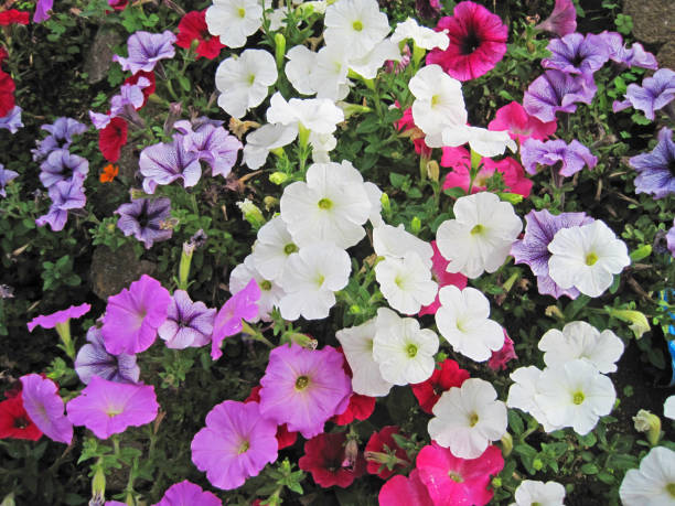 istock colorful petunia flowers 1253610146