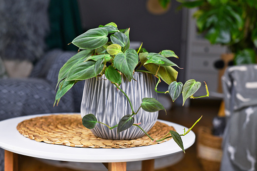 Tropical 'Philodendron Hederaceum Micans' houseplant in gray flower pot on table