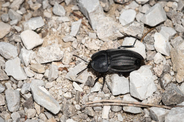 A big black carrion beetle A big black carrion beetle (Silpha carinata, Silphidae) on the ground beetle silphidae stock pictures, royalty-free photos & images