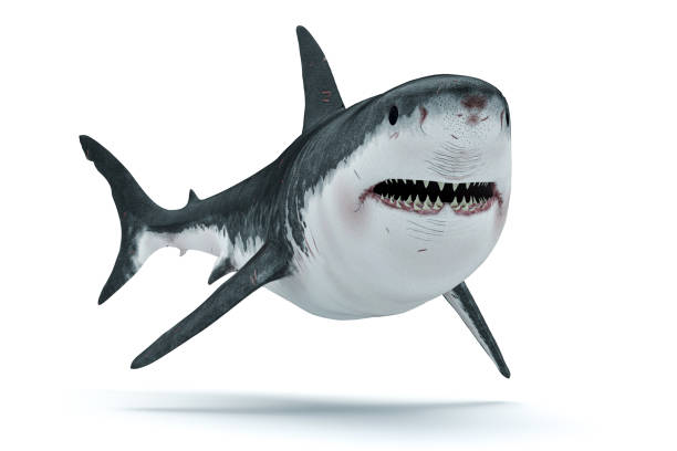 istock 3d render image of big white shark 1253612514