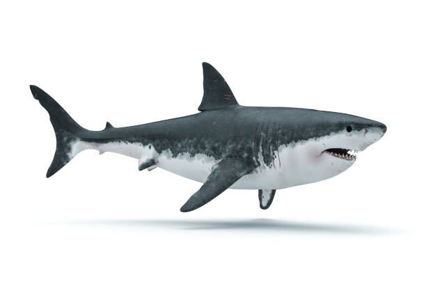 istock 3d render image of big white shark 1253612525