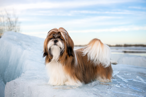 Shih Tzu standing on an ice floe with icicles. Shih Tzu puppy, 9 months old