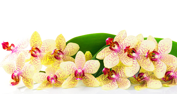 Orchid with green leaves isolated on white background