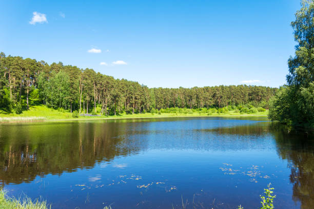istock Pine forest near the river in the summer. 1253617820