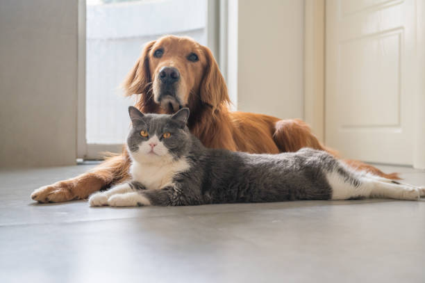 istock British Shorthair and Golden Retriever 1253618771