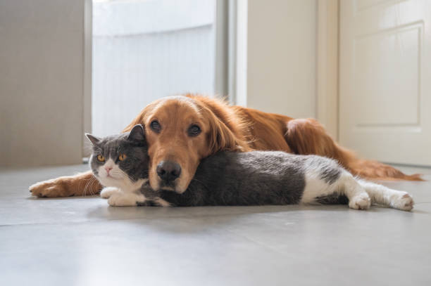 istock British Shorthair and Golden Retriever 1253618773
